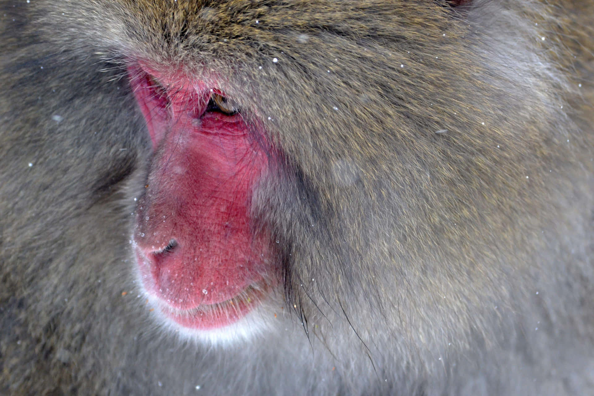 Snowflakeson Baboon Face.jpg Wallpaper