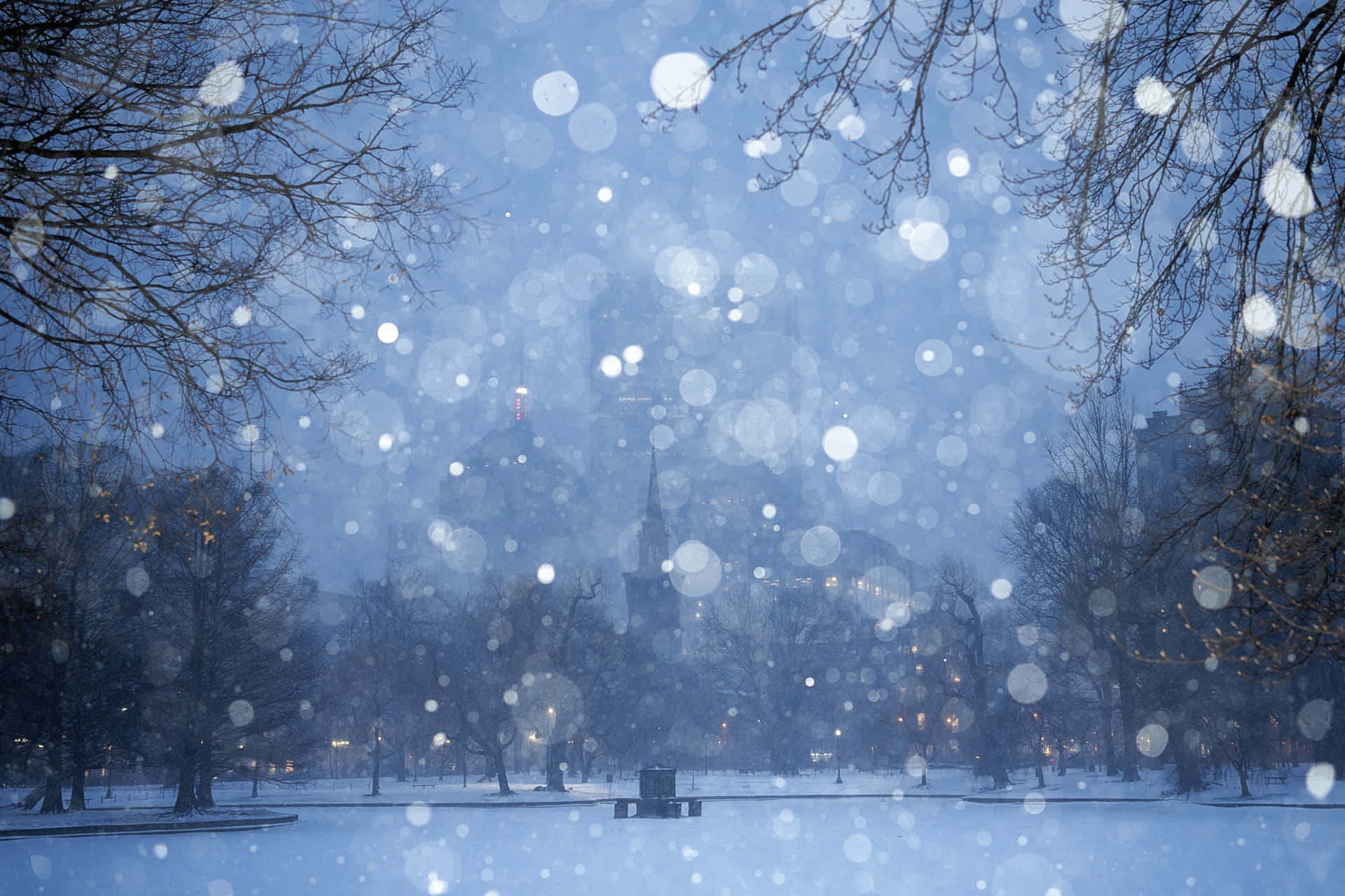 Enjoy a peaceful view of snowflakes falling on a tranquil winter's day.