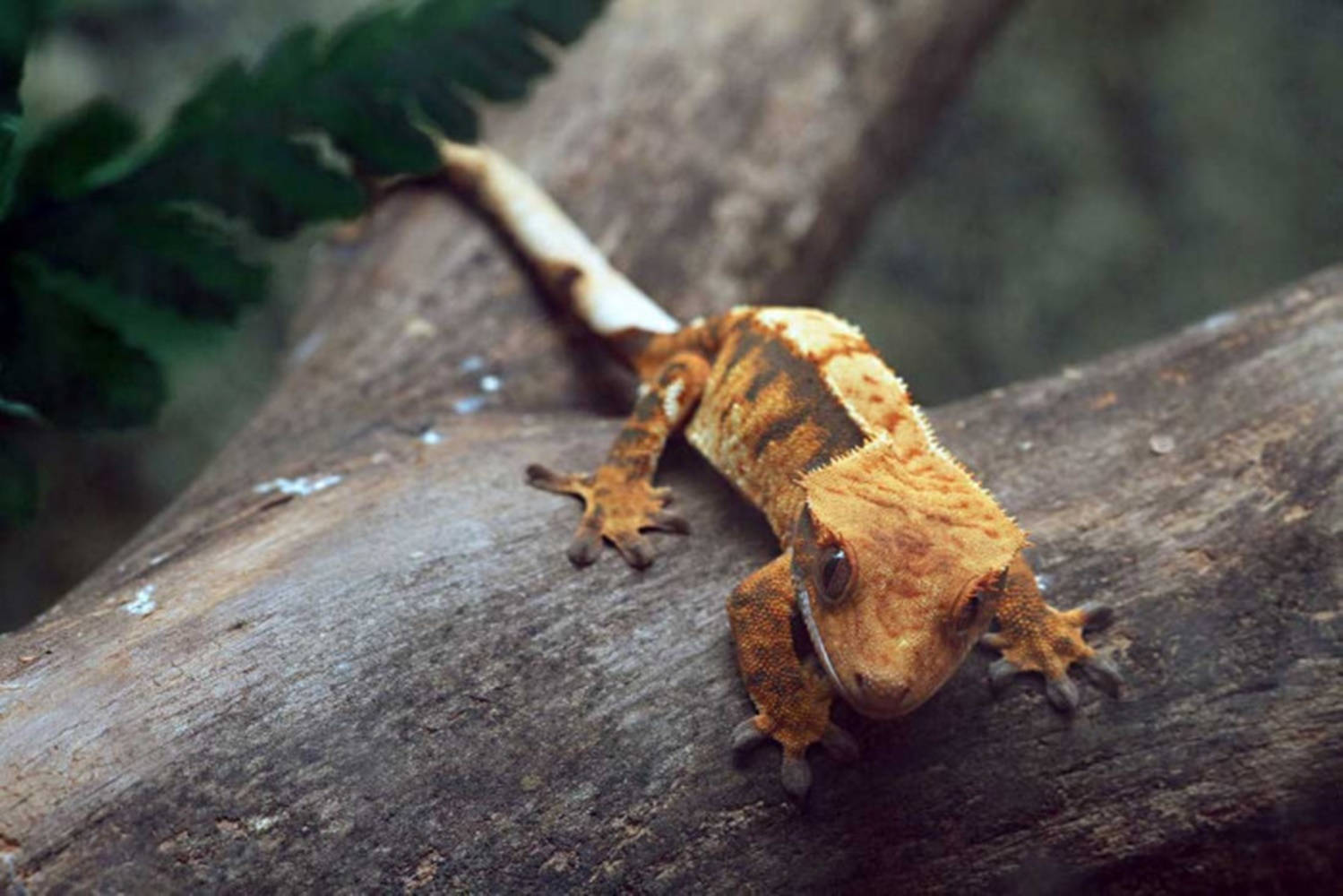 Crestade Gecko Crestado En Rama De Árbol Con Nieve Fondo de pantalla