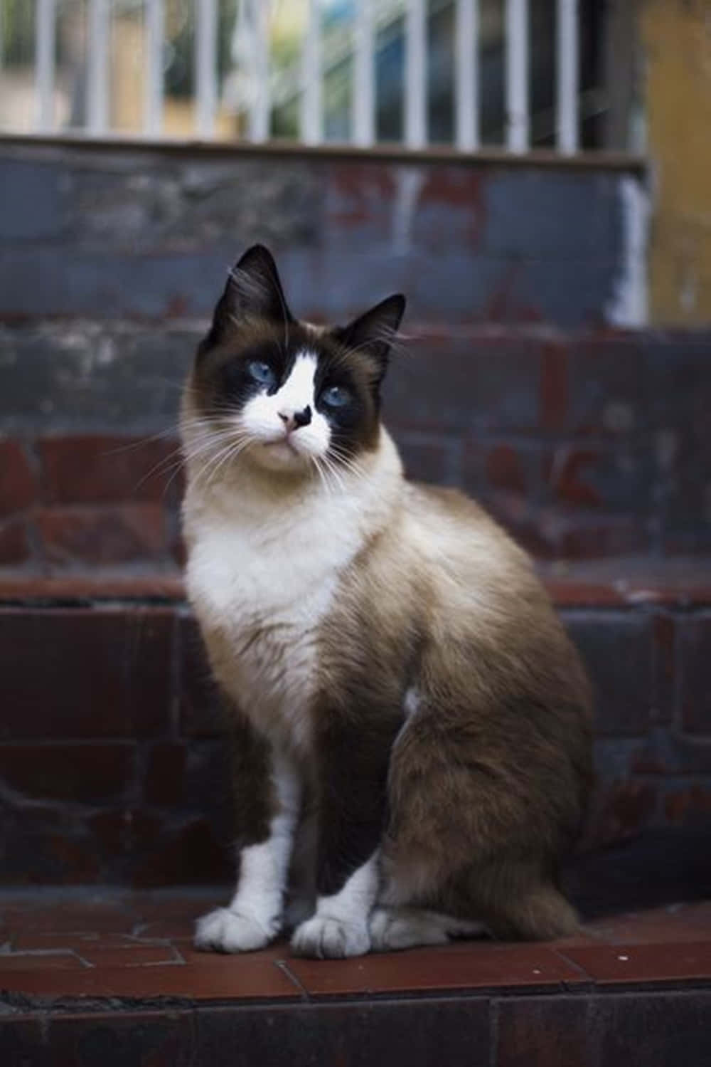 Adorable Snowshoe Cat Relaxing on a Cozy Bed Wallpaper