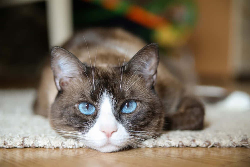 Adorable snowshoe cat lounging on a comfy surface Wallpaper