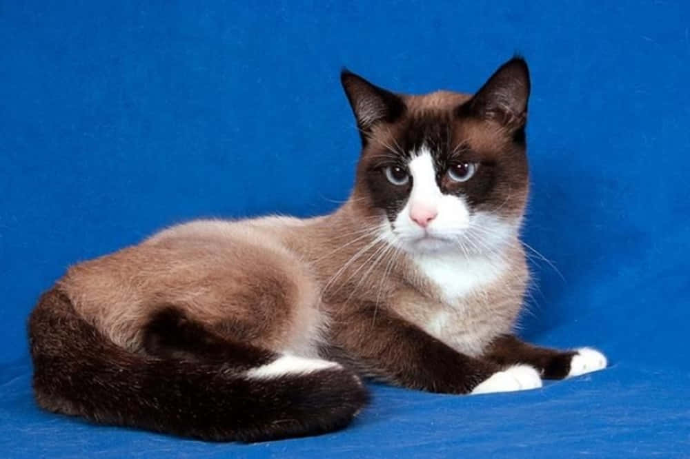 Beautiful Snowshoe Cat Resting on a Wooden Surface Wallpaper
