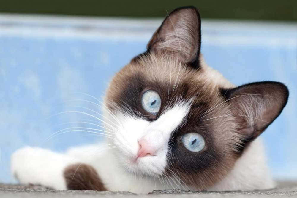 Adorable Snowshoe Cat Lounging on a Soft Blanket Wallpaper