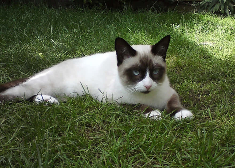 Snowshoe cat lounging on the floor in a relaxed pose. Wallpaper