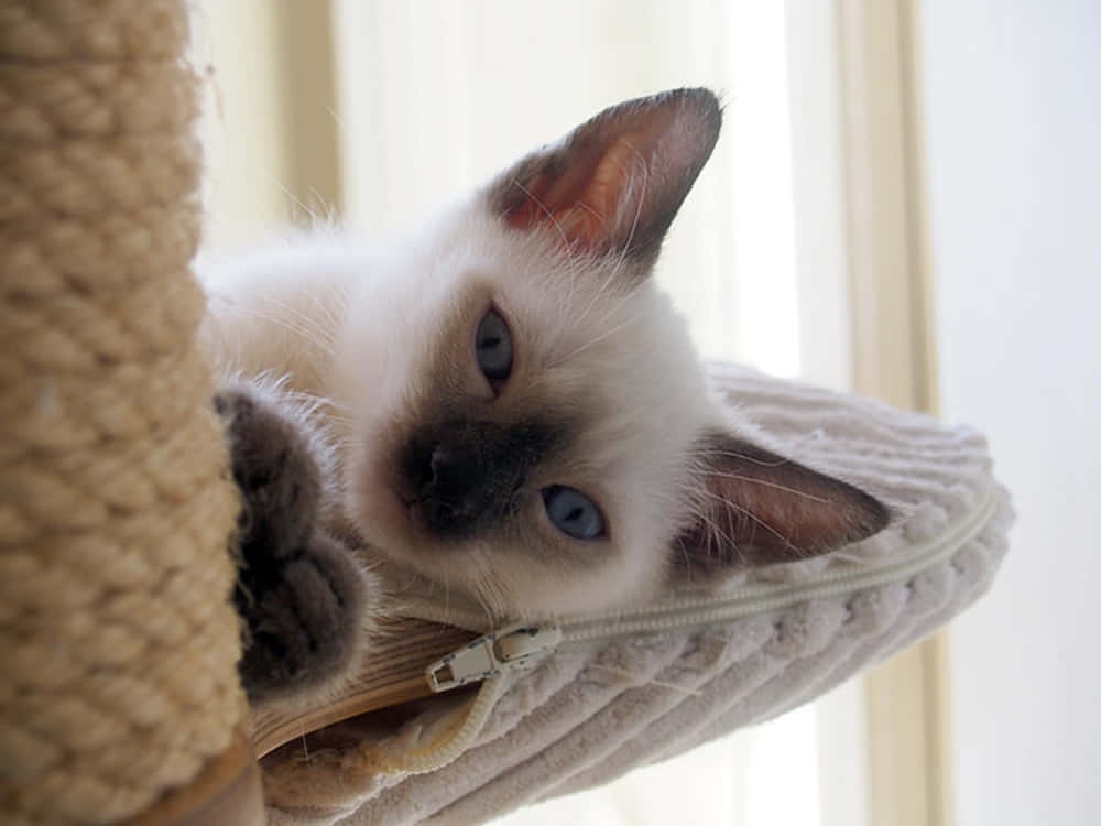 Adorable Snowshoe Cat Lounging on a Comfy Blanket Wallpaper