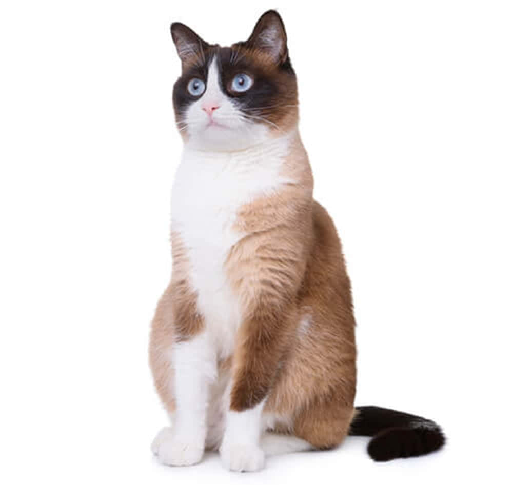 Adorable Snowshoe Cat Staring Curiously Wallpaper