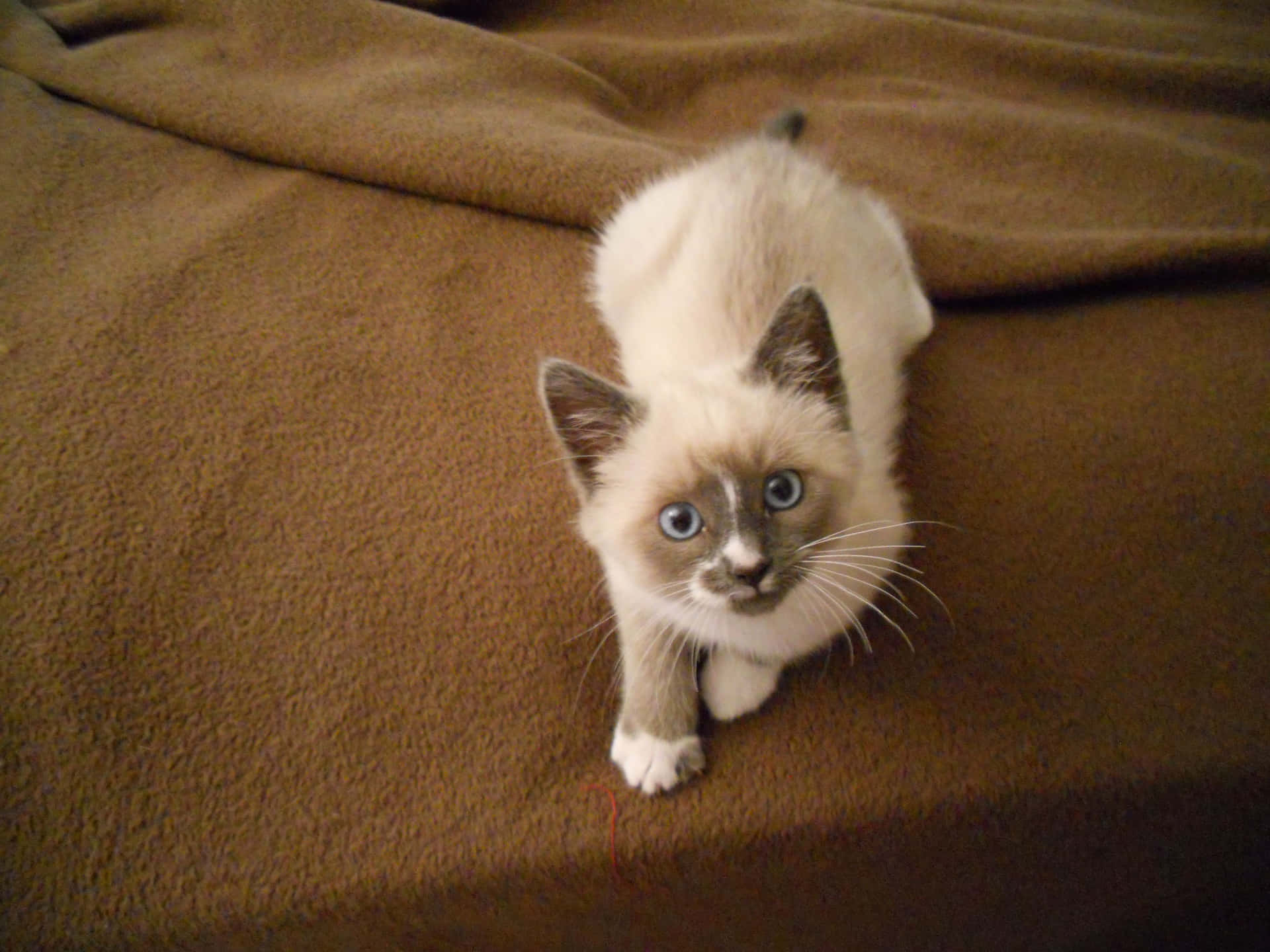 A beautiful Snowshoe Cat with striking blue eyes sitting gracefully on the floor. Wallpaper