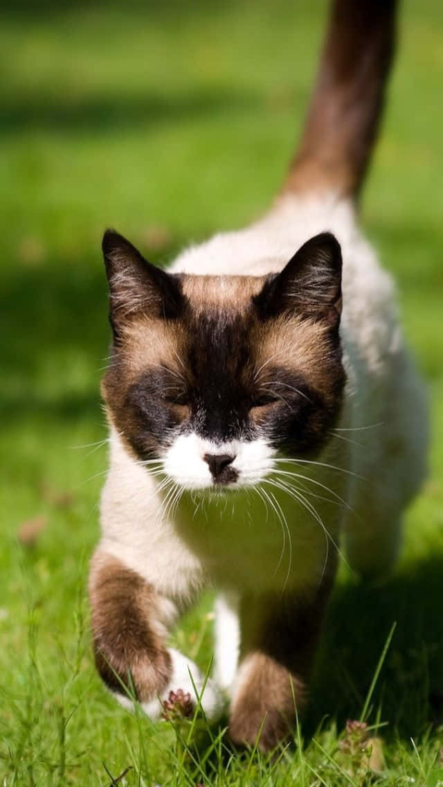 Kucing Snowshoe Yang Menggemaskan Duduk Di Sofa Wallpaper