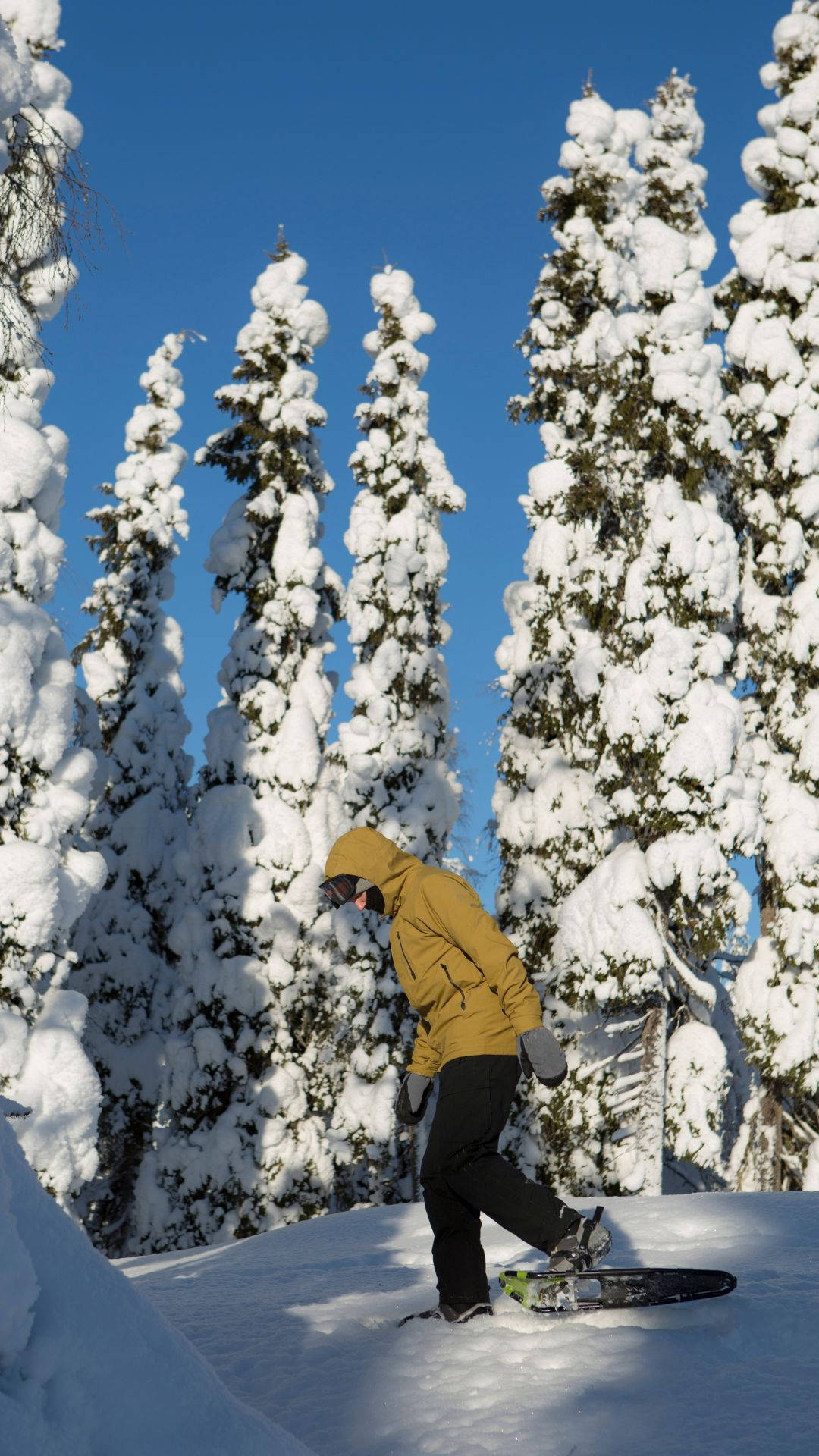 Snowshoeing Pine Trees Wallpaper