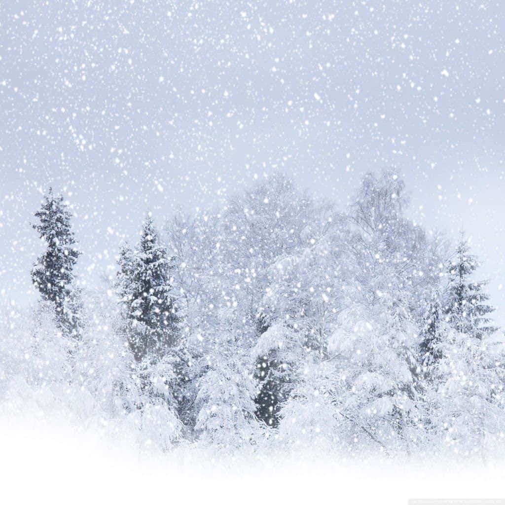 Beautiful Snowstorm in a Winter Wonderland Wallpaper
