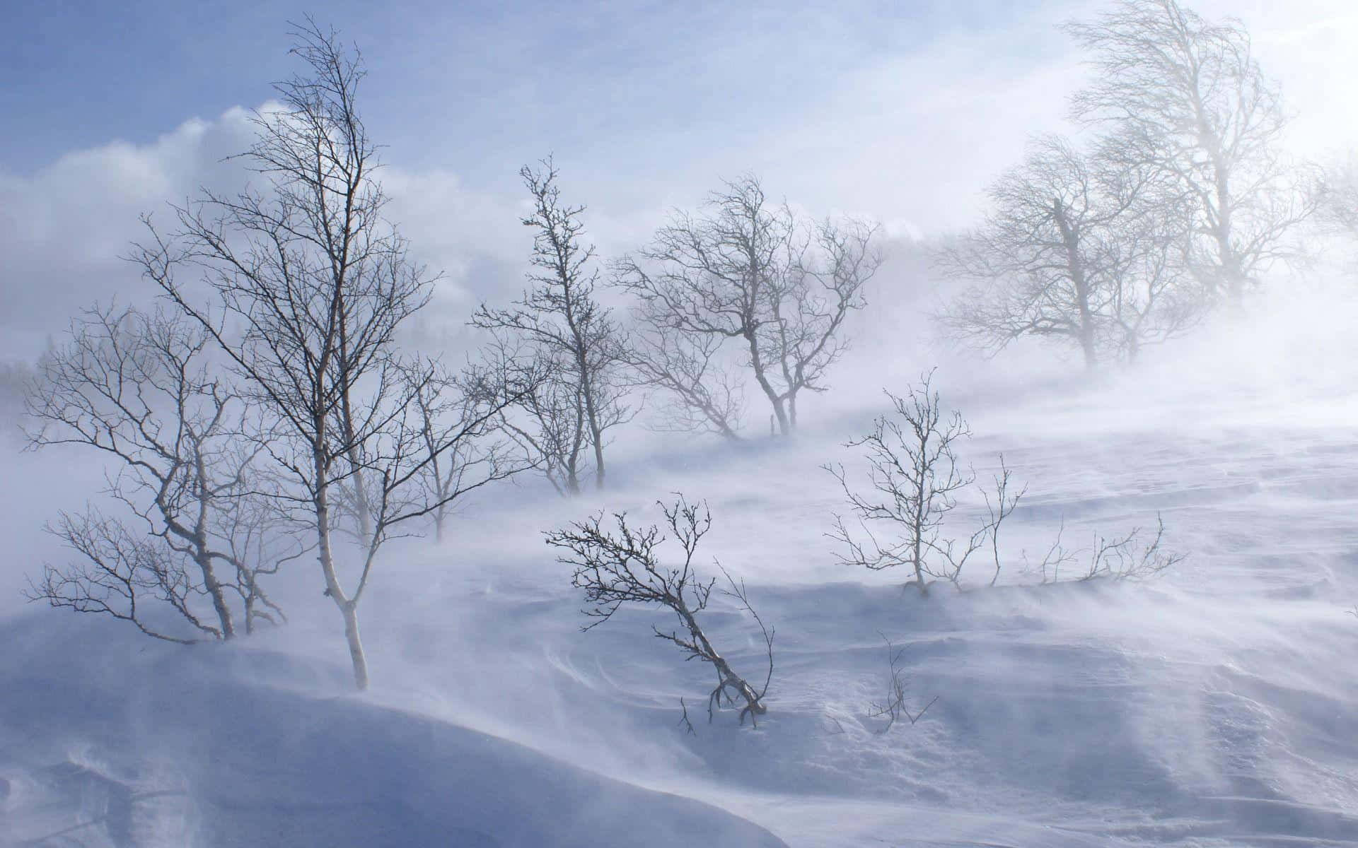 Enchanting Snowstorm in a Winter Wonderland Wallpaper