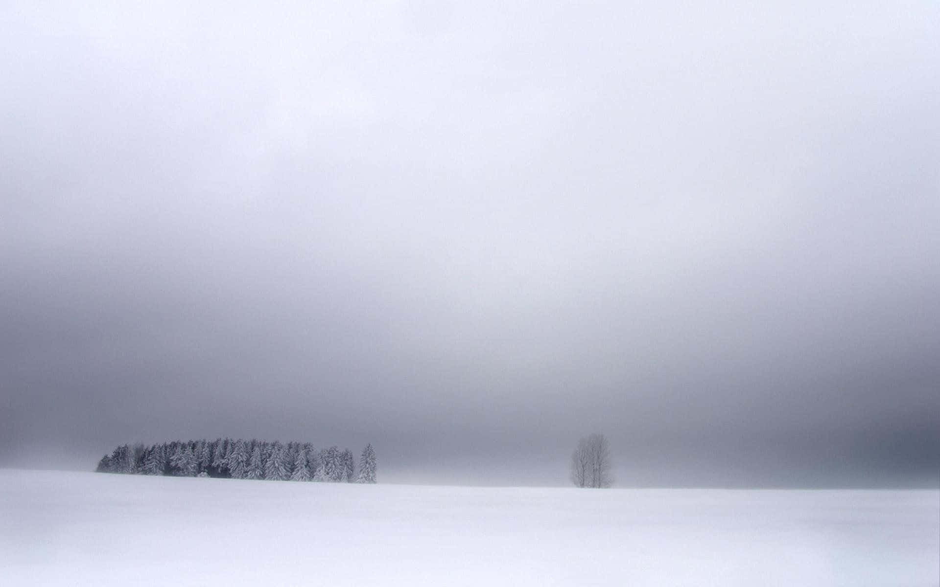 A winter wonderland captured during a mesmerizing snowstorm. Wallpaper