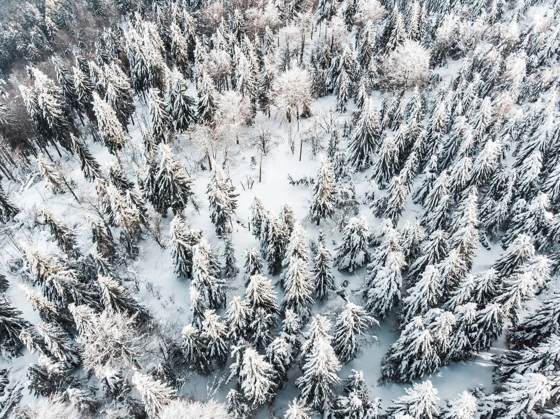 Snowy Aerial Shot Of Nordic Forest Wallpaper