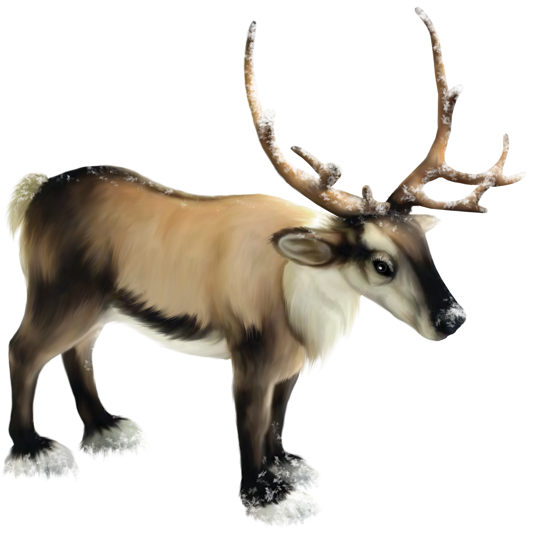 Snowy Antlered Reindeer Illustration.png PNG