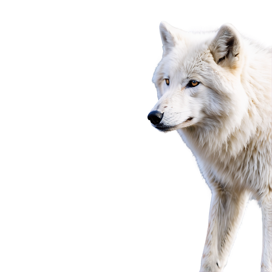 Snowy Arctic Wolf Png 35 PNG