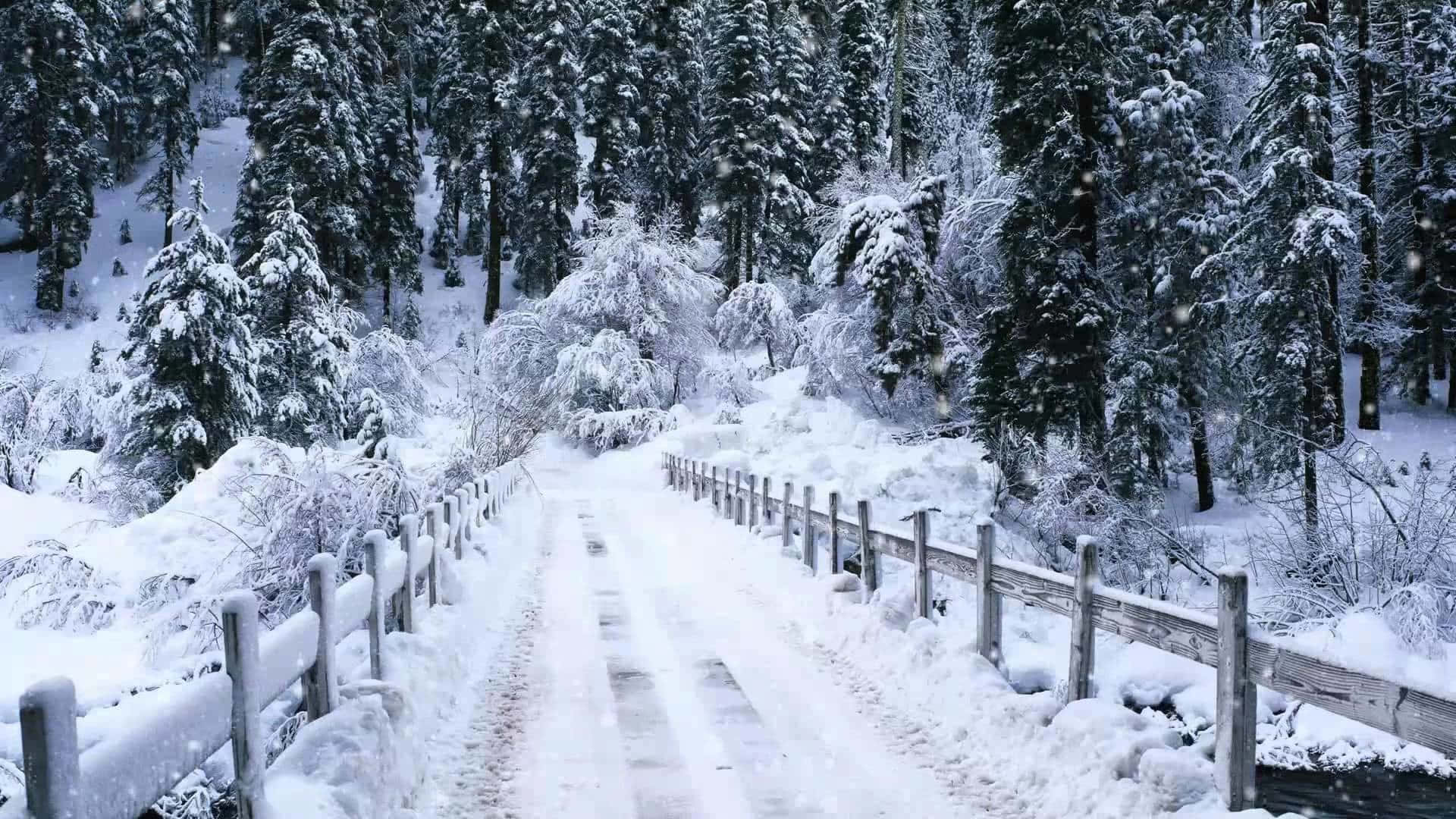Frisk snefald i den vinterlige skov