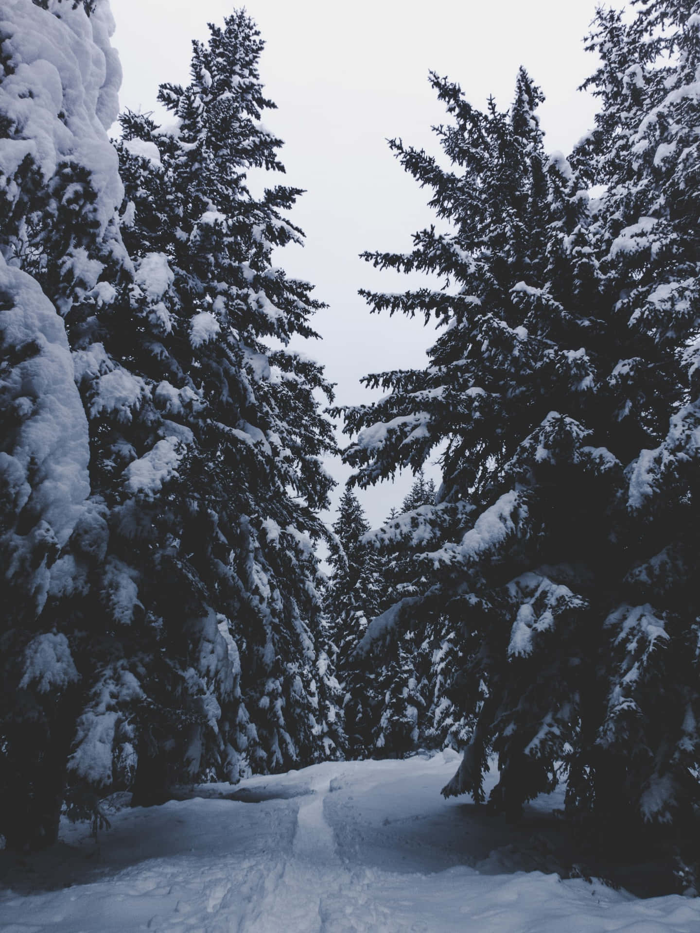 Pine Trees Snowy Background