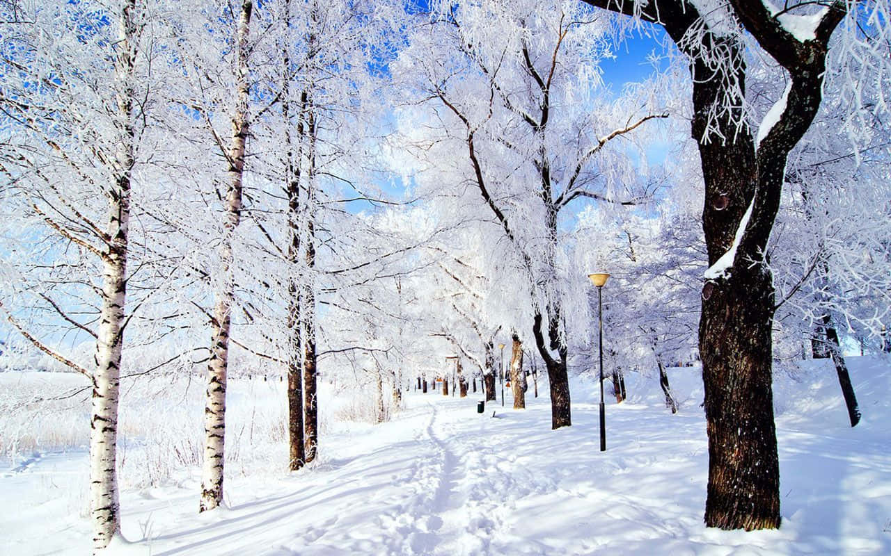 Winterbäumemit Schneebedecktem Hintergrund