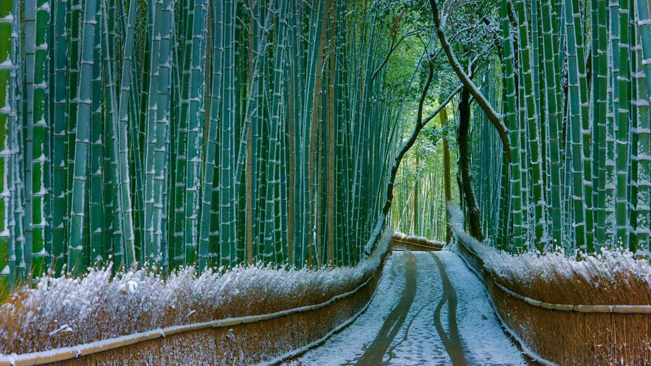 Snowy_ Bamboo_ Forest_ Path_ H D Wallpaper