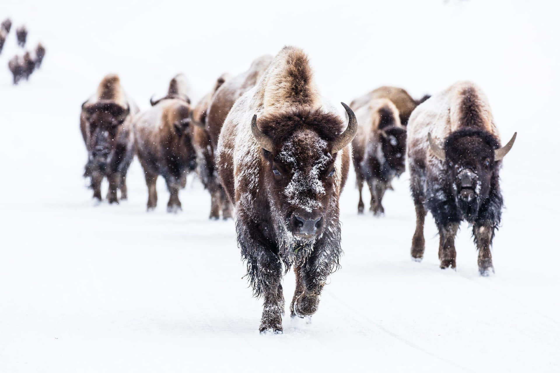 Besneeuwde Bison Kudde Voortbewegen.jpg Achtergrond