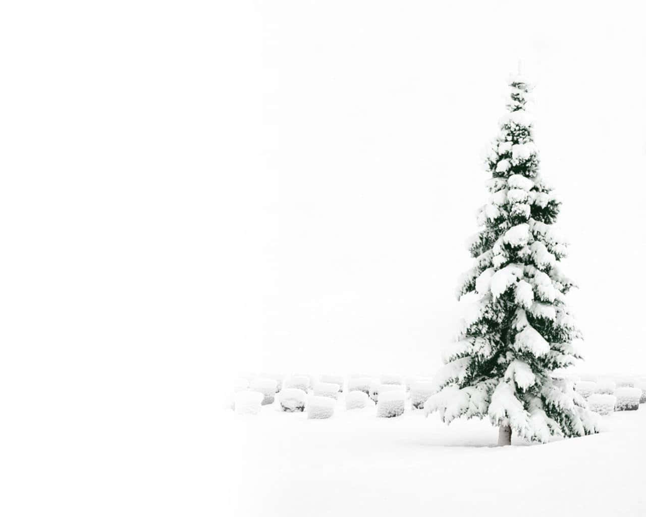A Snow Covered Tree In The Snow