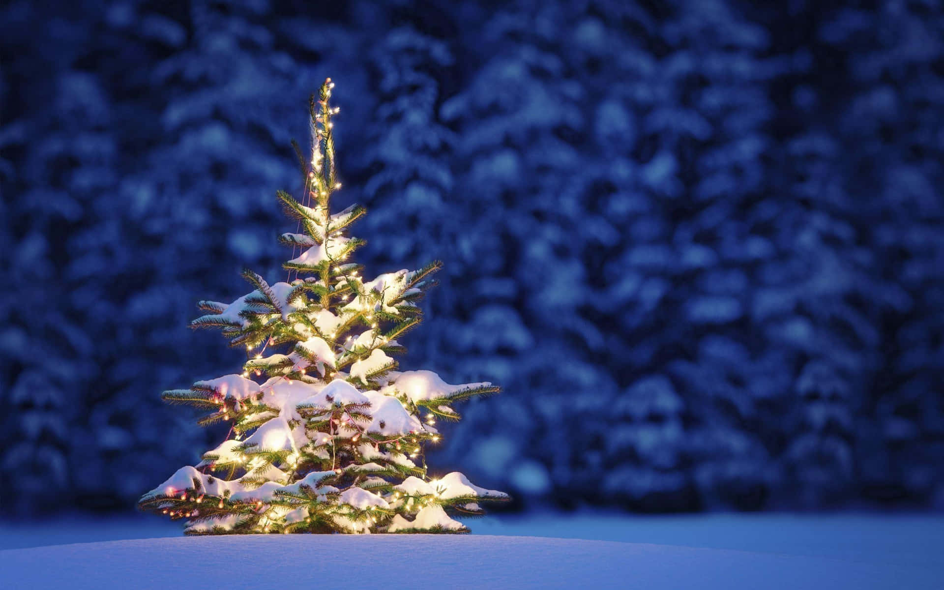 Etjuletræ I Sneen Med Lys På Det.