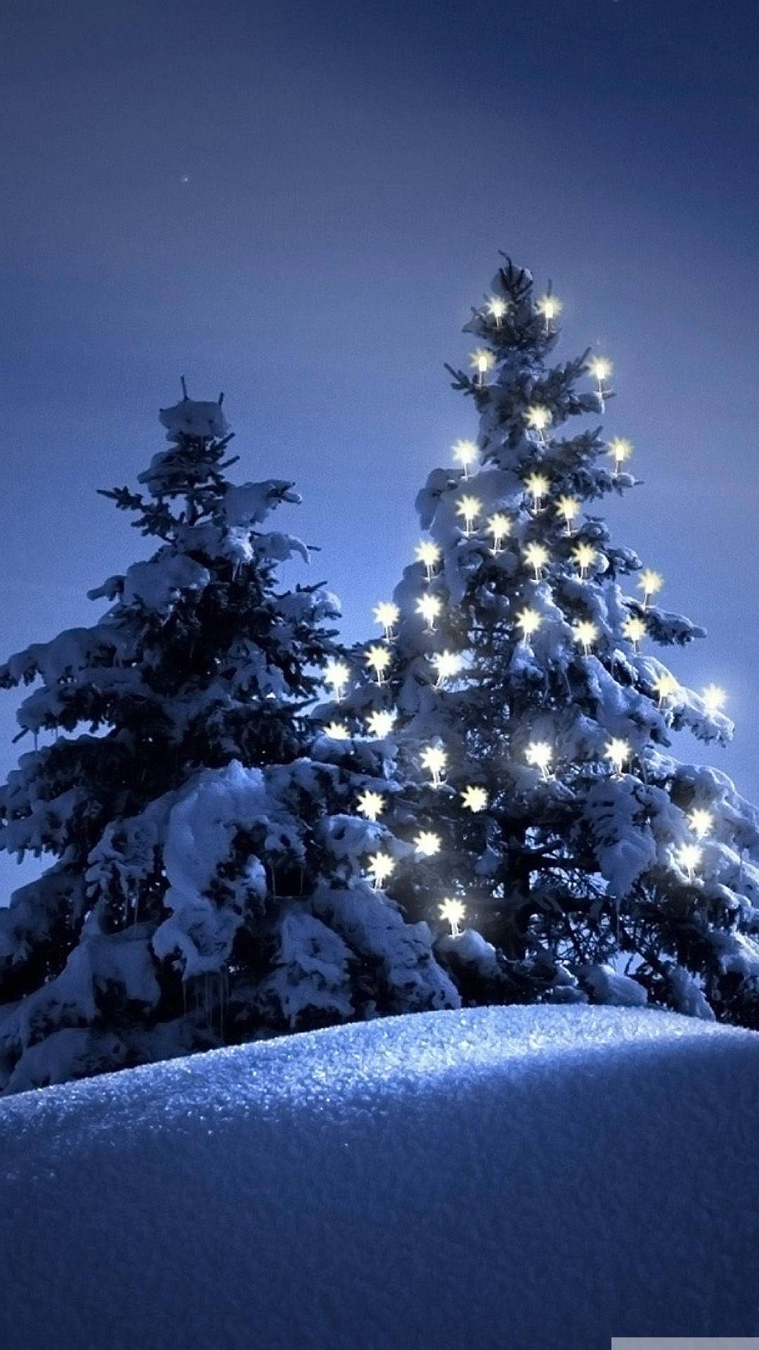 Juletræer i sneen Wallpaper