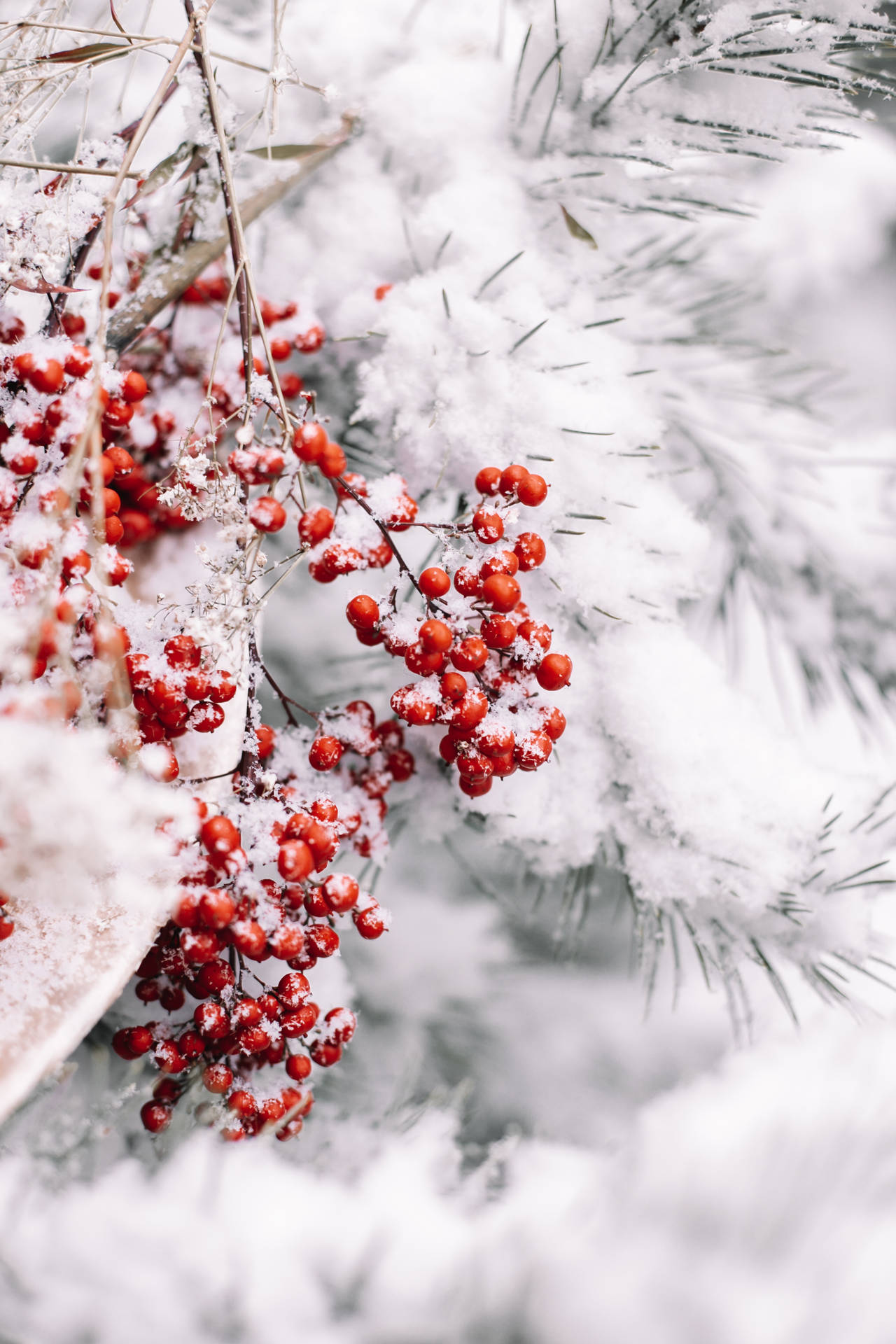 Celebrate the magic of a Snowy Christmas Wallpaper
