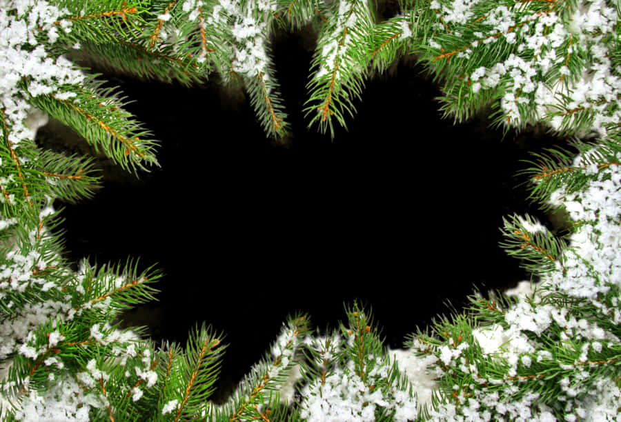 Snowy Christmas Tree Branch Frame PNG