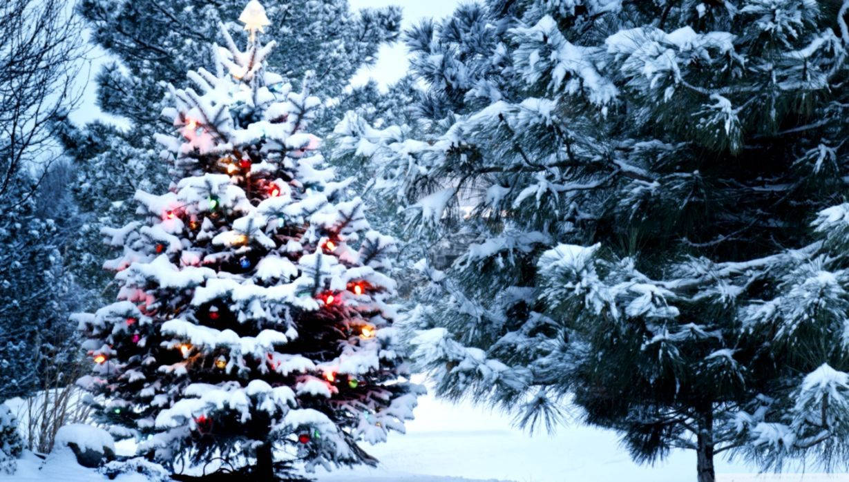 “A serene winter wonderland as a snow-covered Christmas tree stands proud in the forest.” Wallpaper