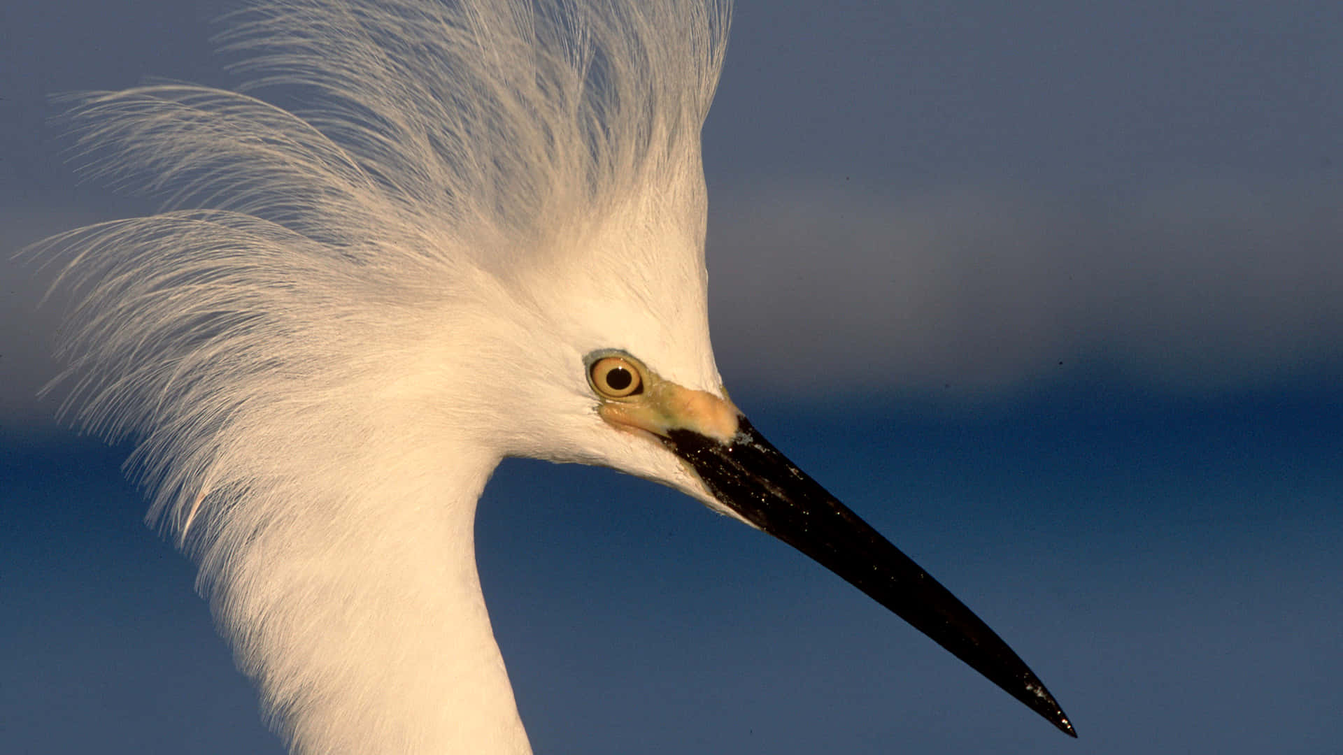 Snowy Egret Portrett Bakgrunnsbildet