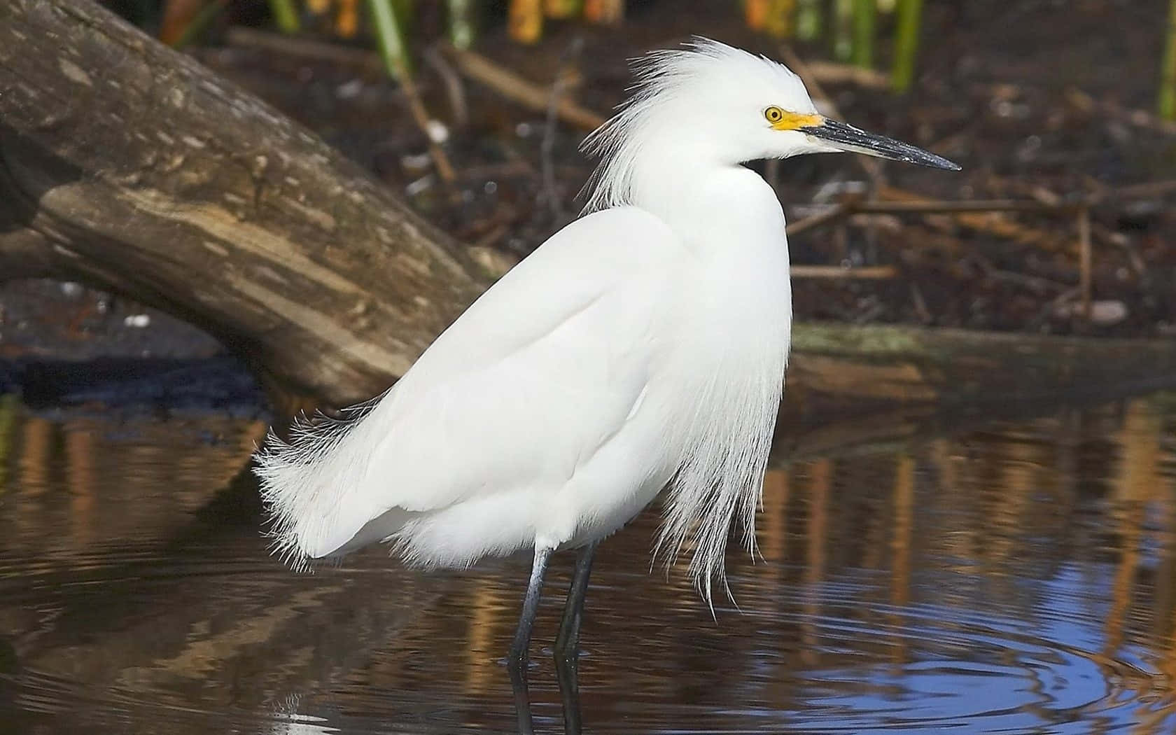 Snowy Egret Standing Near Water.jpg Wallpaper