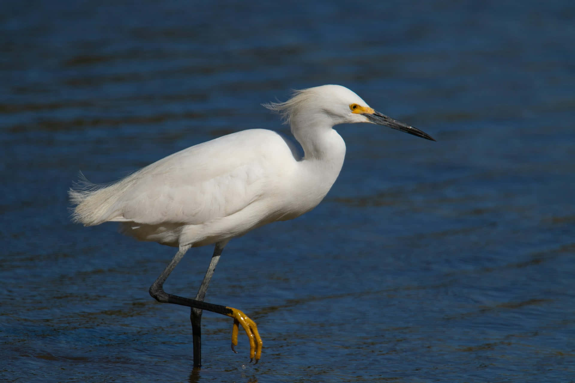 Snowy Egret Wading Water.jpg Wallpaper