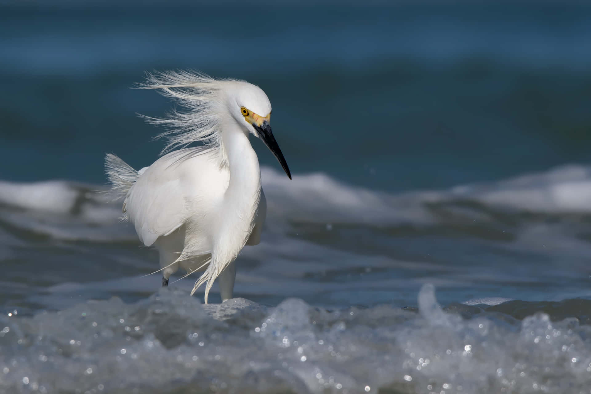 Snowy Egret Windswept Beach Wallpaper