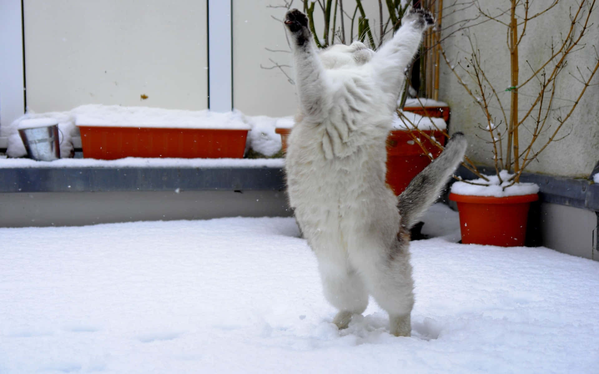 Sneeuwachtige Feline Frolic.jpg Achtergrond