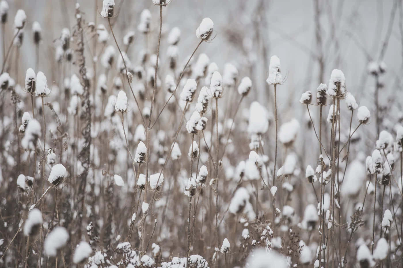 Snowy Field Flora Winter Aesthetic.jpg Wallpaper