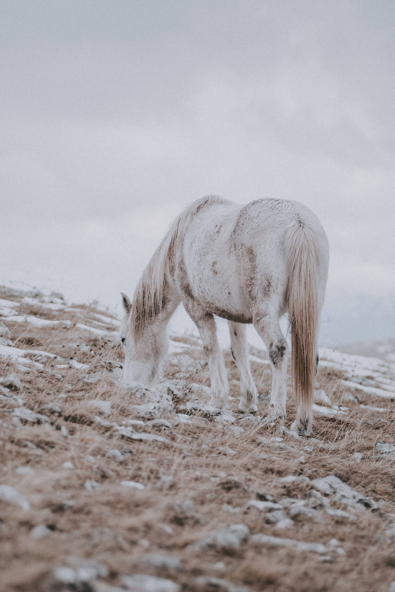 Snowy Field Horse Iphone Wallpaper