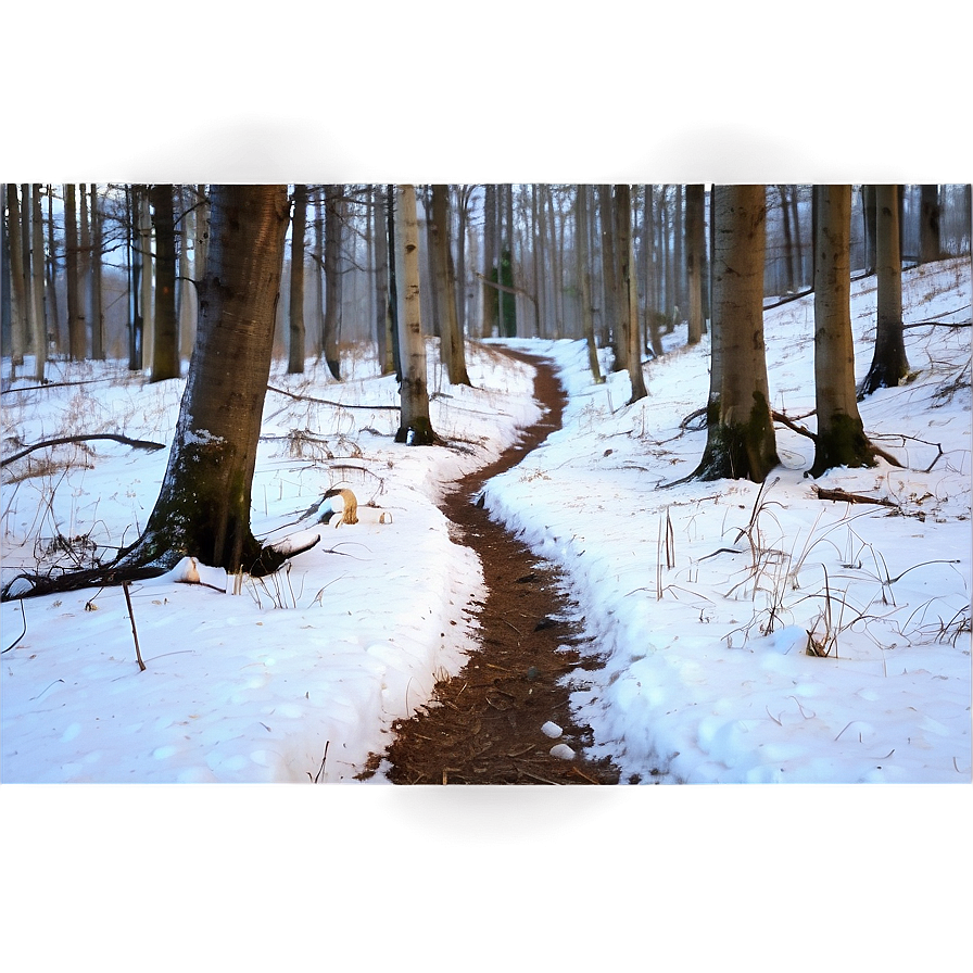 Snowy Footpath Through Woods Png Ynm PNG