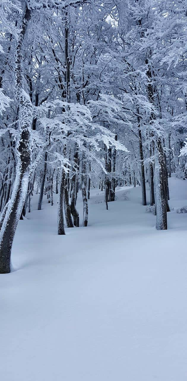 Disfrutade La Tranquilidad De La Naturaleza En Un Frío Y Sereno Bosque Nevado.