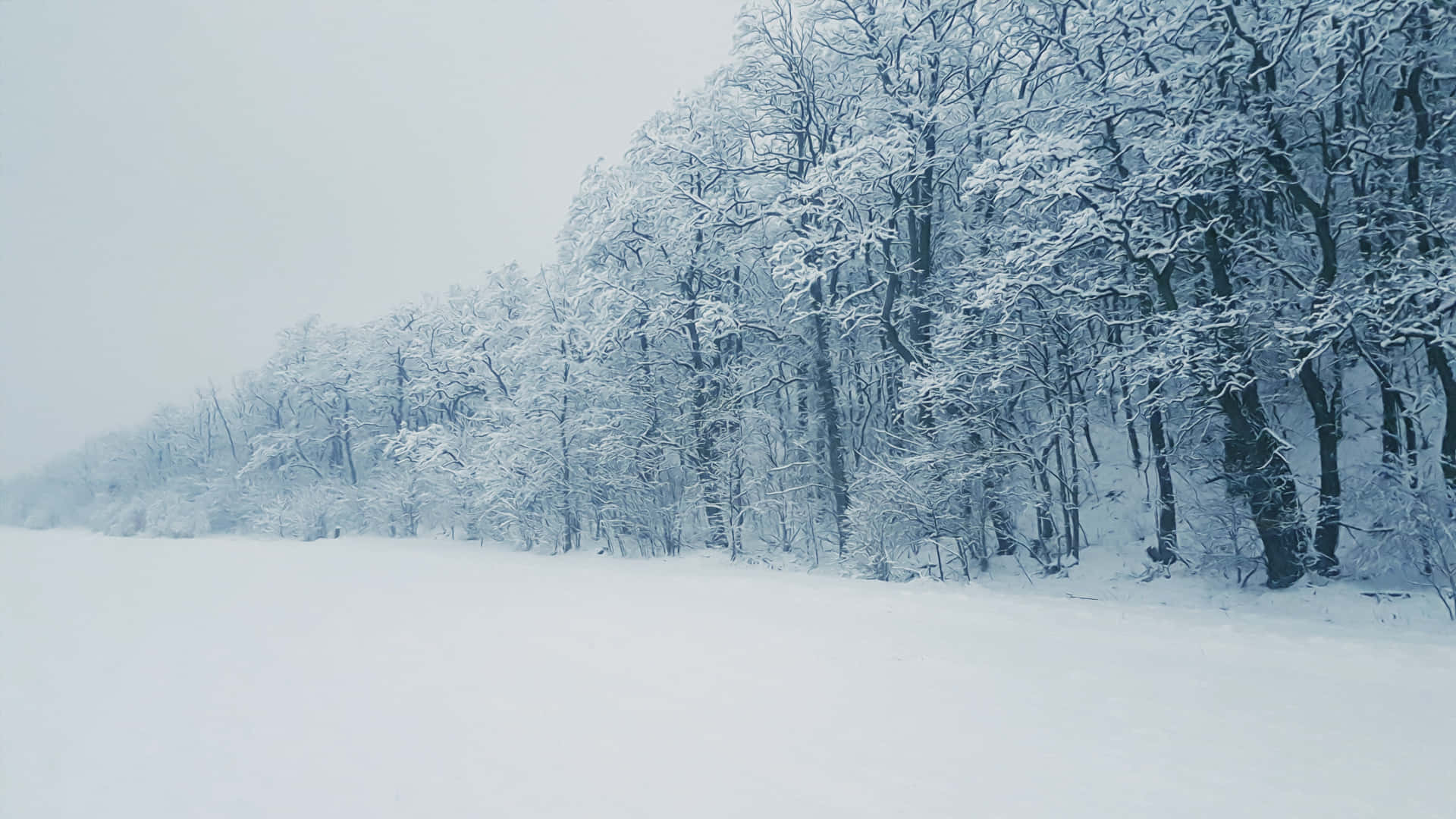 Njutav En Fridfull Snöig Flykt I Denna Vackra Skog.