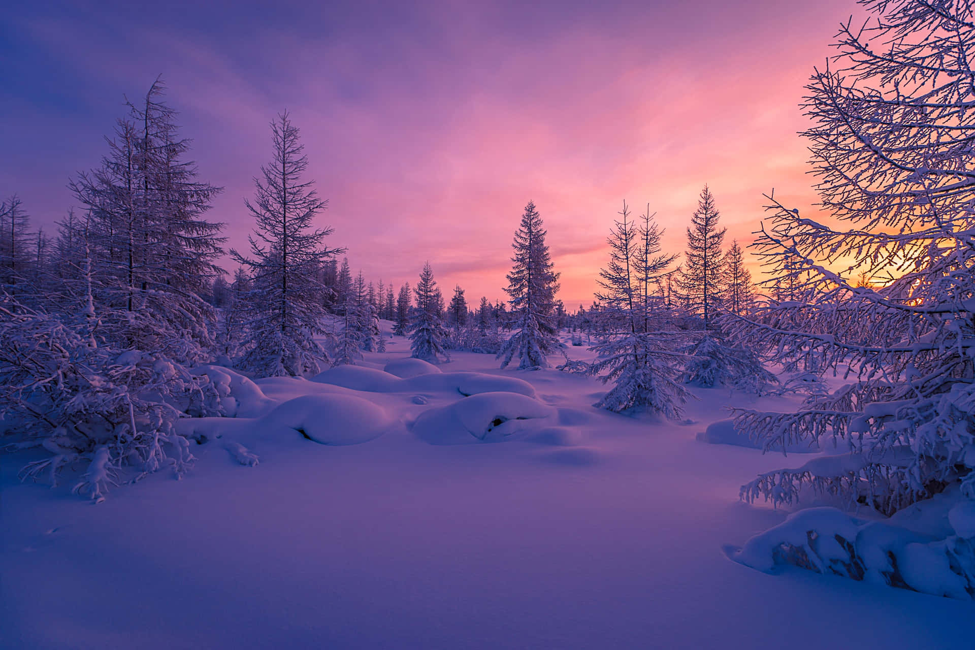 "A picturesque snowy forest in the winter"