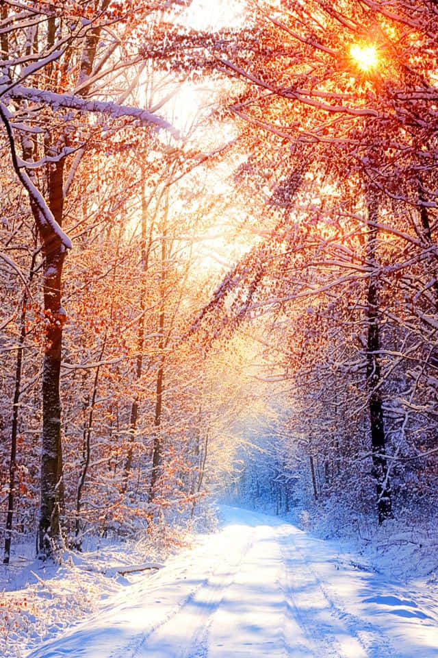 An enchanted snowy forest awaits you