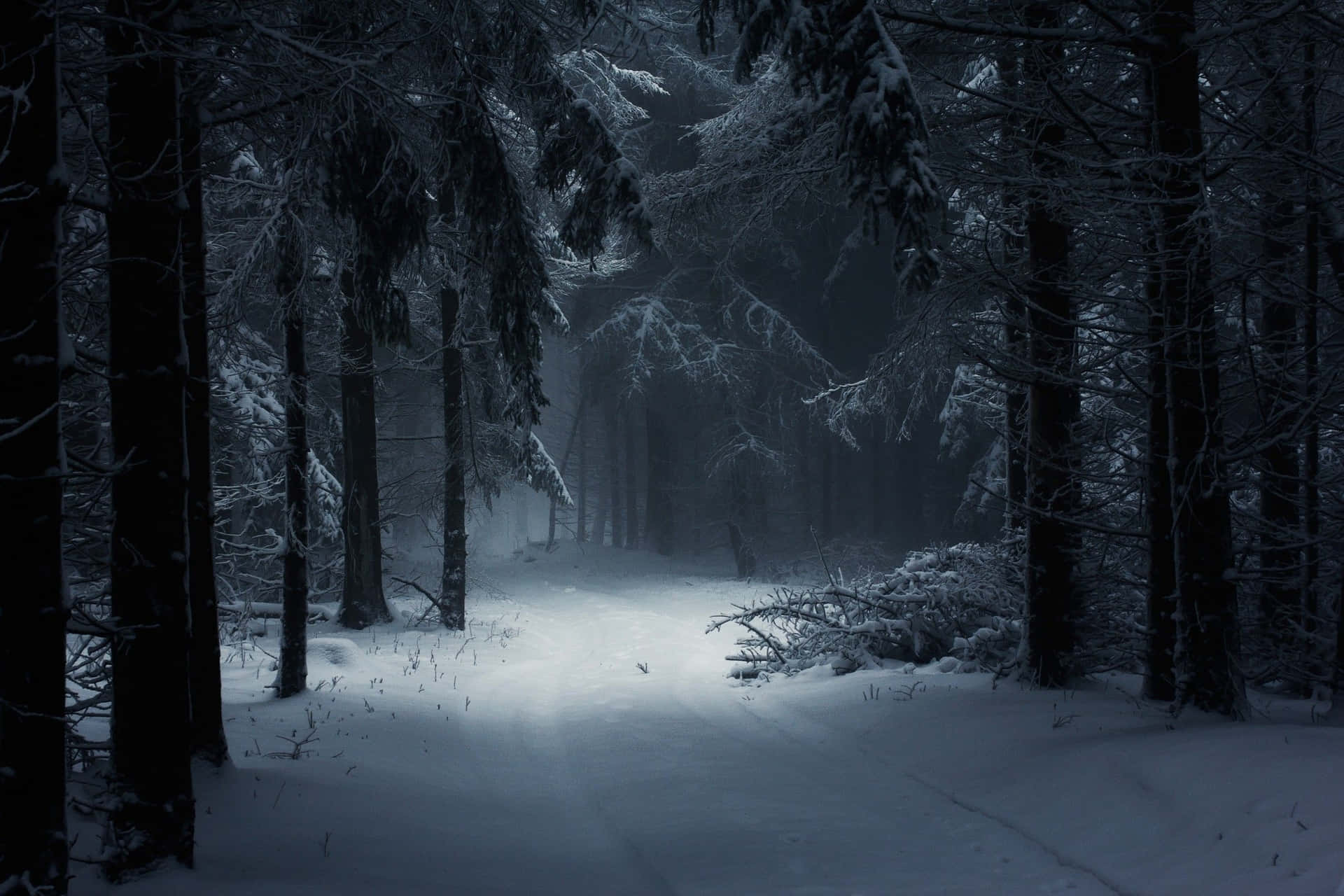 Explorala Belleza Misteriosa De Un Bosque Nevado.