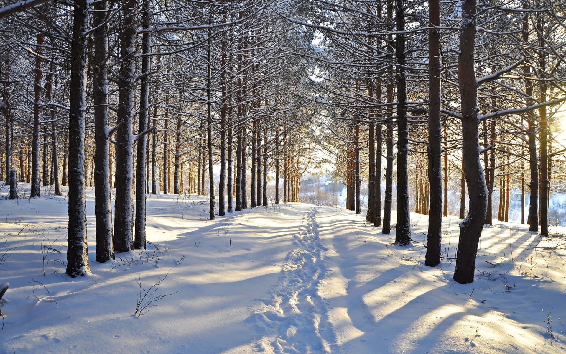 A Magnificent View of an Idyllic Snowy Forest