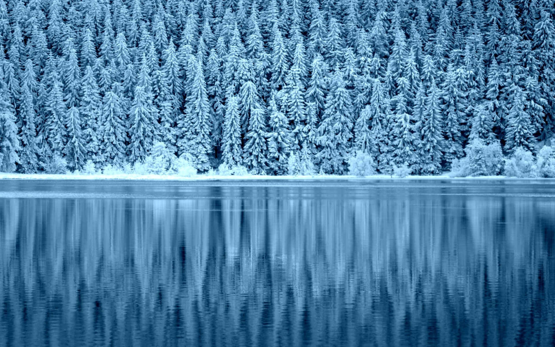 "Discover a peaceful snowy forest full of serenity and beauty."