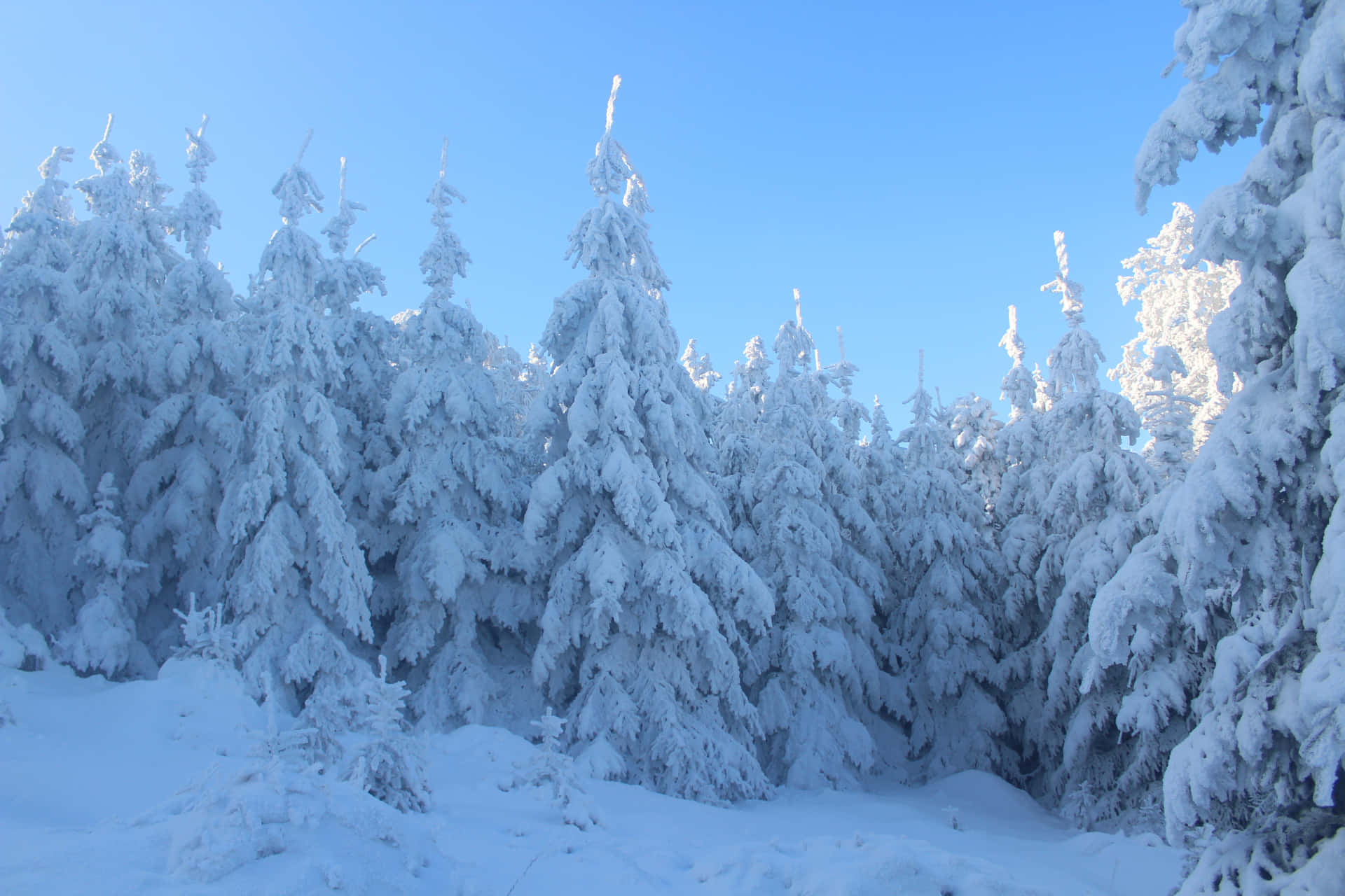 A tranquil and serene winter wonderland