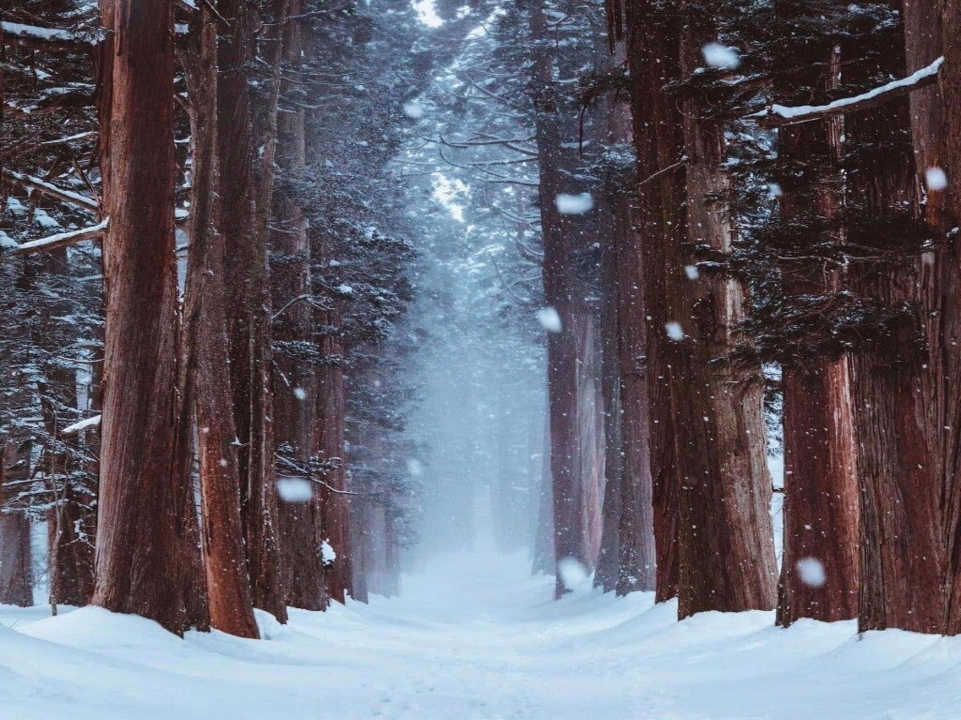 Resain I Den Snöiga Skogen.