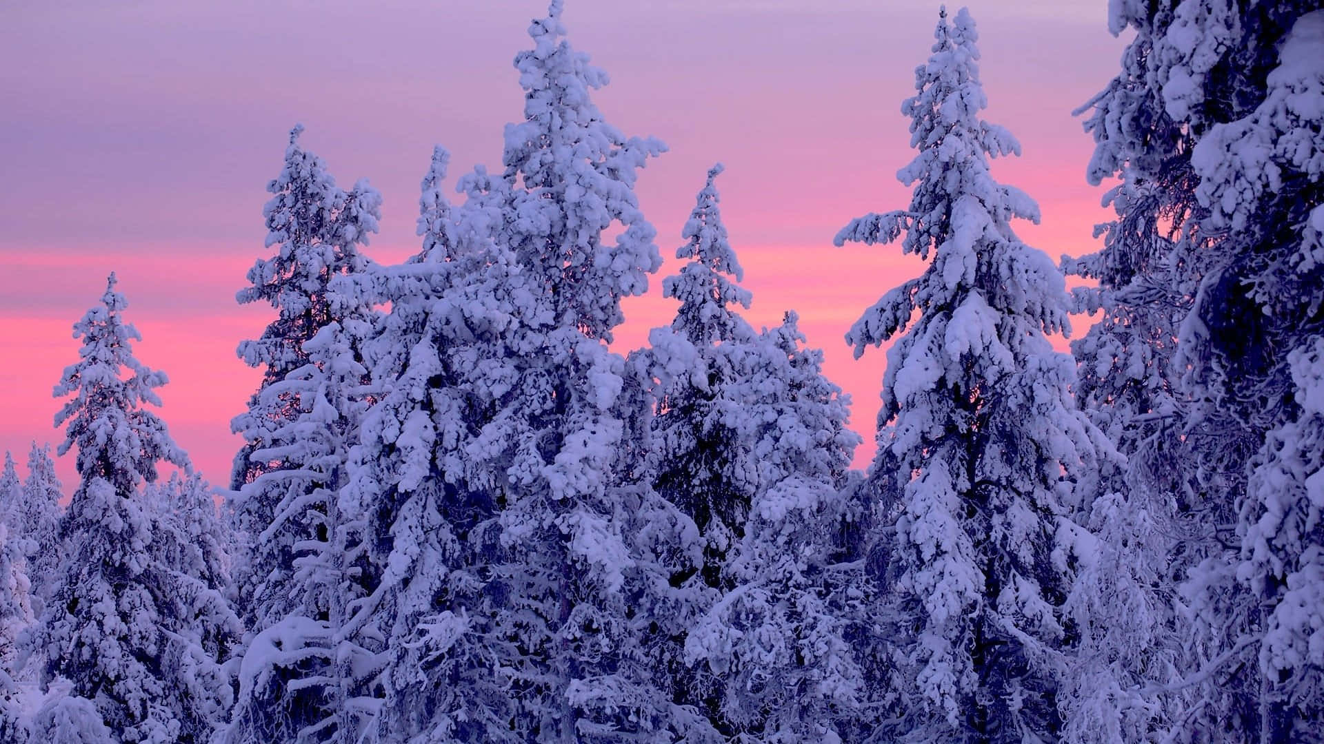 A Snow Covered Forest With A Pink Sunset