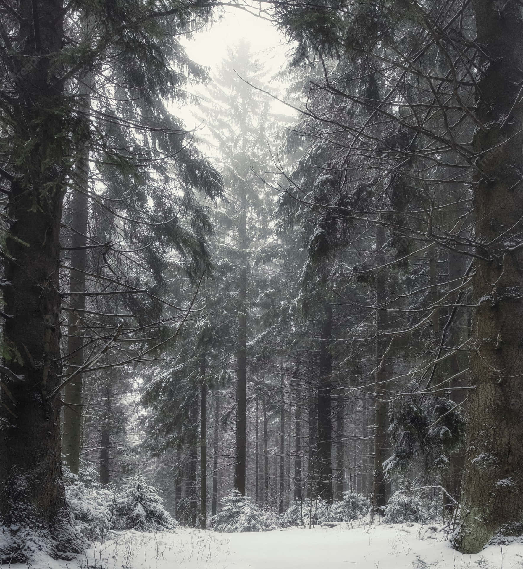Winter Wonderland - A Snowy Forest as Far as the Eye Can See