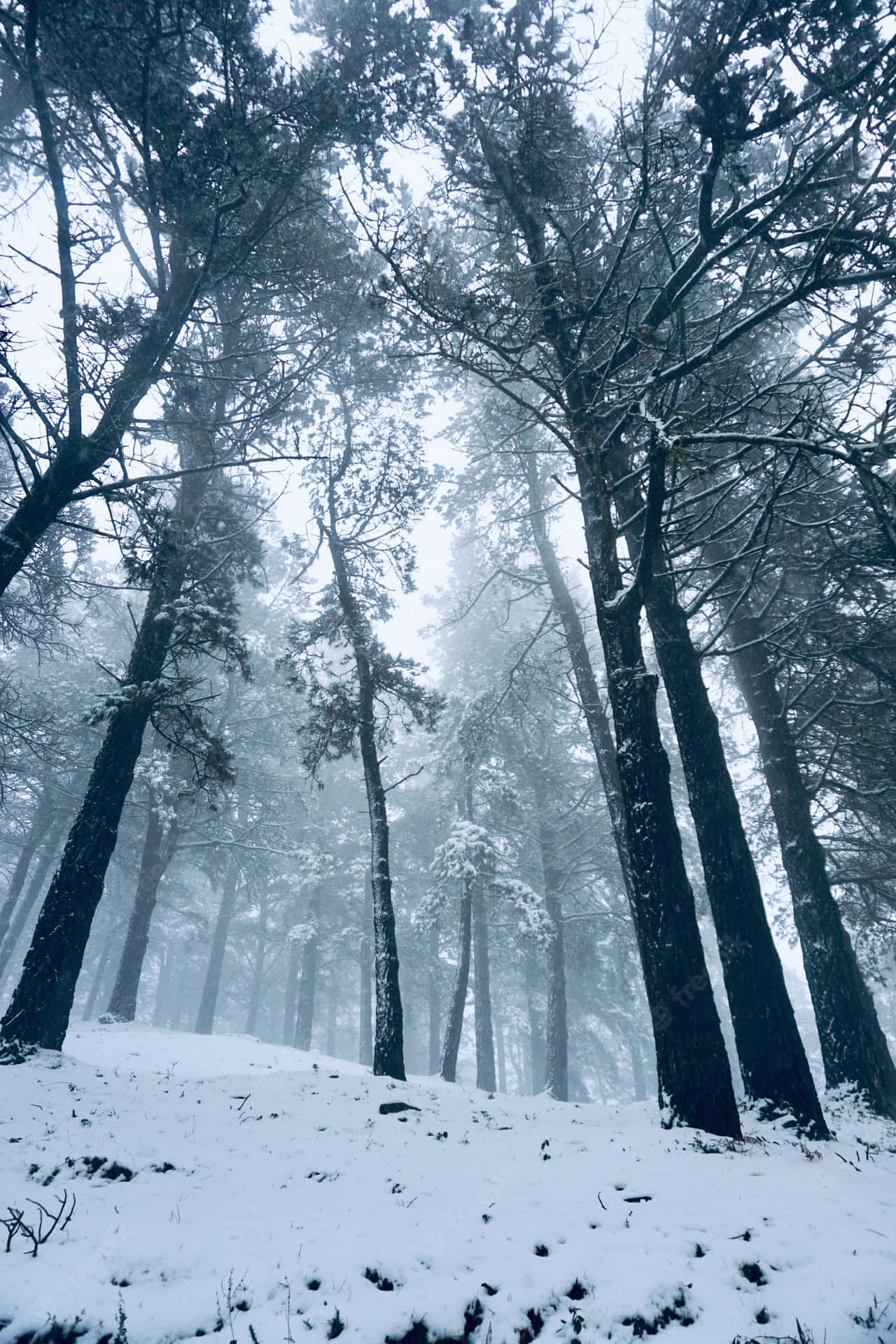 Upptäckskönheten I En Snöig Vinter Skog.